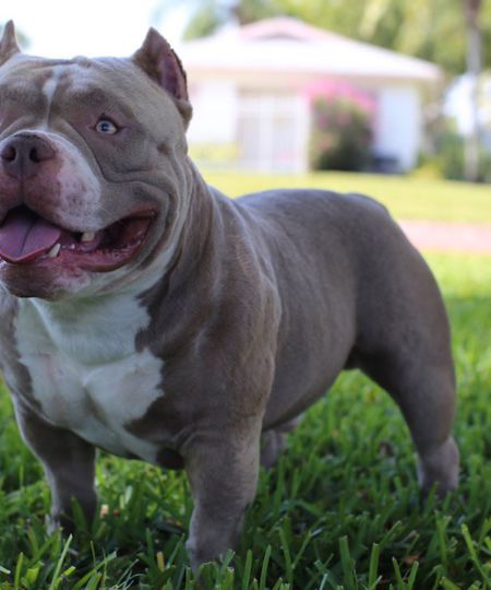 American Bully