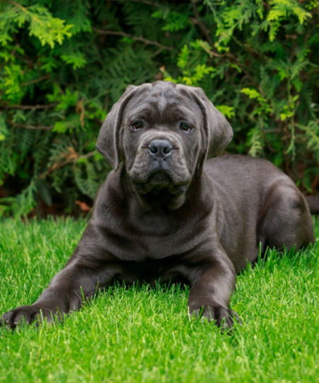 Cane Corso