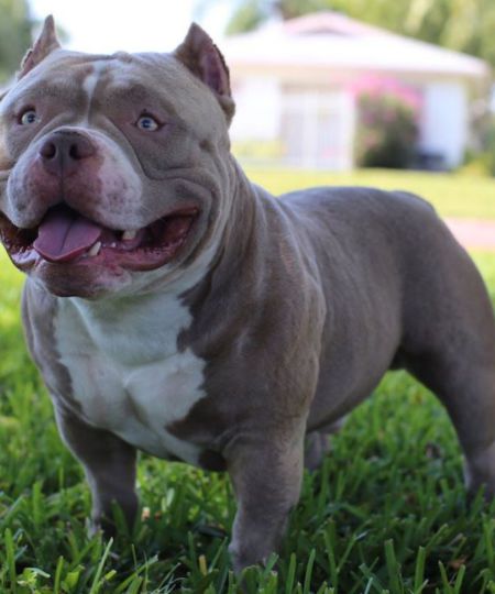JHAYKennels American Bully