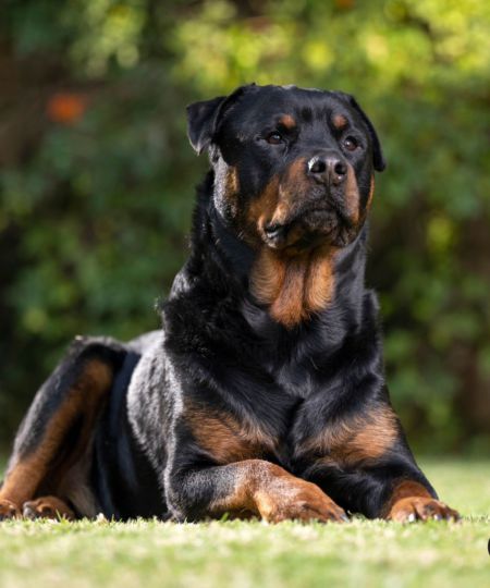 Rottweiler