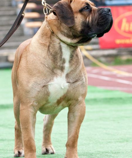 Boerboel