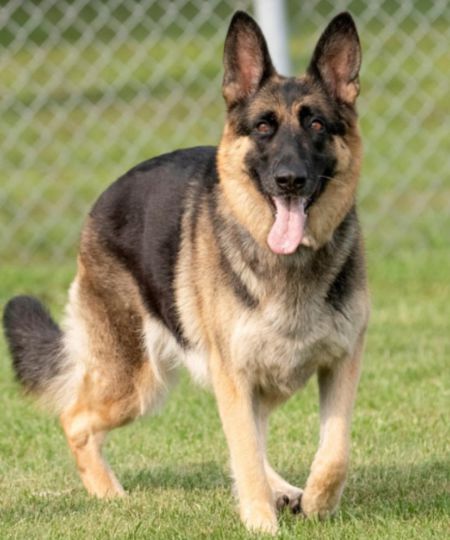 German Shepherd